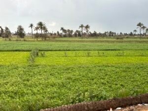 Green agricultural landscape of Egypt’s eastern Nile Delta in the region traditionally associated with the biblical land of Goshen