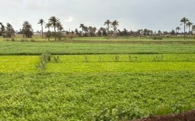 Biblical Land of Goshen – Eastern Nile Delta Eastern Nile Delta landscape in the biblical land of Goshen, Egypt