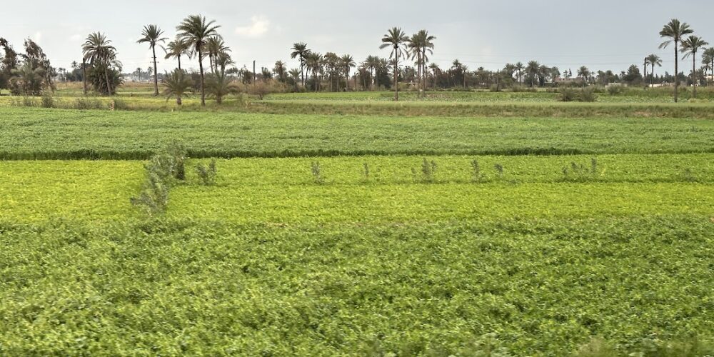 Eastern Nile Delta landscape associated with the biblical land of Goshen, Avaris and the later Pi-Ramesses region