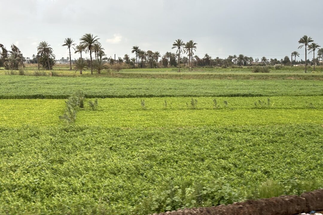 Green agricultural landscape in Egypt's eastern Nile Delta associated with the biblical land of Goshen