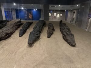 Several ancient mummified crocodiles displayed at the Crocodile Museum beside the Temple of Kom Ombo in Egypt