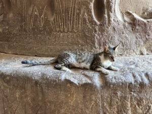 Gray tabby cat resting on an ancient carved sandstone ledge inside Dendera Temple in Egypt
