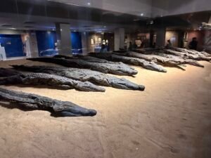 Rows of mummified Nile crocodiles displayed at the Crocodile Museum beside Kom Ombo Temple, associated with the worship of the crocodile god Sobek near Aswan, Egypt