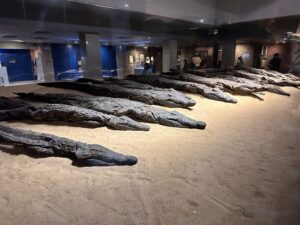 Rows of mummified Nile crocodiles displayed at the Crocodile Museum beside Kom Ombo Temple, associated with the worship of the crocodile god Sobek near Aswan, Egypt