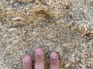 Dense fossil shells visible in a limestone block on the Giza Plateau with fingers shown for scale