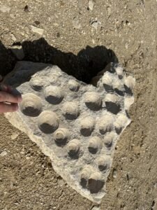 Limestone fragment at Saqqara containing numerous rounded fossil shells with a hand shown for scale
