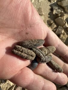 Several small elongated weathered fragments resting in a hand at the Saqqara archaeological site