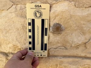 Fossil shell embedded in limestone at Saqqara beside a Geological Society of America photo scale