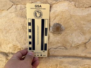 Fossil shell embedded in limestone at Saqqara beside a Geological Society of America photo scale