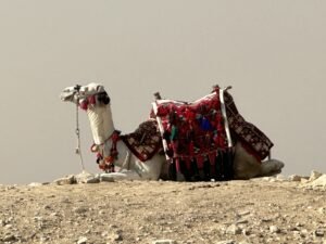 Camel wearing a colorful patterned saddle and tassels resting on the desert ground at Saqqara