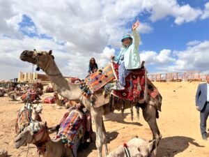 Camels prepared for rides near the pyramids on the Giza Plateau in Egypt