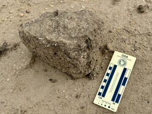 Weathered ancient mudbrick with visible plant and straw fibers beside a Geological Society of America scale at Hawara, Egypt