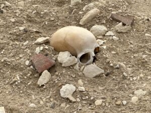 Human skull fragment lying among stones and reddish pottery sherds at the Hawara archaeological site in Egypt