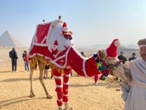 Camel dressed in bright red and white decorative coverings with colorful tassels on the Giza Plateau