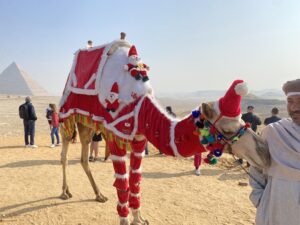 Camel dressed in bright red and white decorative coverings with colorful tassels on the Giza Plateau