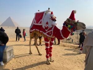 Camel in red-and-white decorative coverings and a colorful tasseled headpiece standing on the Giza Plateau with pyramids behind