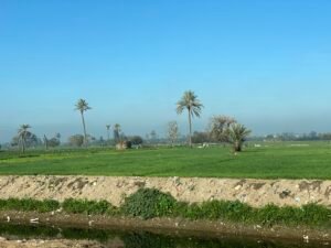 Lush green agricultural fields with scattered date palms and an irrigation ditch in rural Egypt