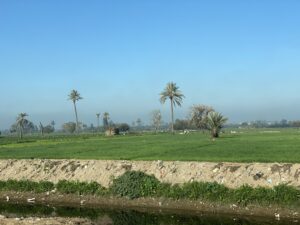 Lush green agricultural fields with scattered date palms and an irrigation ditch in rural Egypt