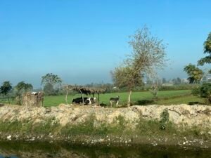 Cattle grazing beside green agricultural fields and trees along a rural irrigation channel in Egypt