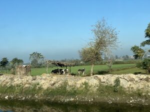 Cattle grazing beside green agricultural fields and trees along a rural irrigation channel in Egypt