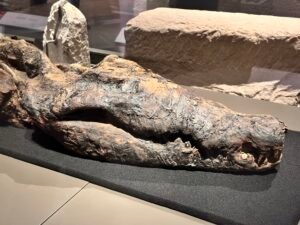Ancient mummified crocodile with visible jaws and teeth displayed at the Grand Egyptian Museum