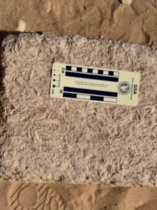 Close-up of a weathered limestone block on the Giza Plateau with visible fossil textures and an archaeological scale card