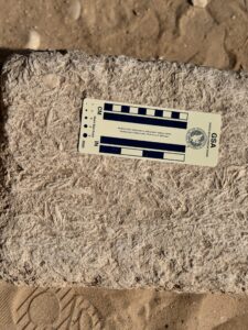 Close-up of a weathered limestone block on the Giza Plateau with visible fossil textures and an archaeological scale card