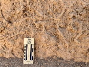 Close-up of fossil-rich limestone on the Giza Plateau with an archaeological scale card