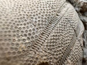 Close-up of a fossil coral-like pattern with dense circular cells preserved in limestone on the Giza Plateau