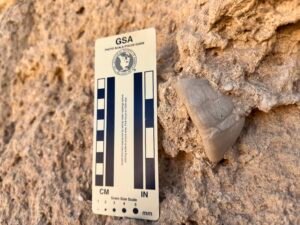 Small fossil tooth embedded in limestone on the Giza Plateau beside an archaeological scale card