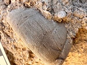 Large rounded fossil coral colony with dense honeycomb-like circular cells preserved in limestone on the Giza Plateau