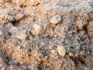 Close-up of Giza limestone containing several small rounded fossils and shell fragments