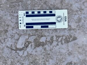 Close-up of fossil-bearing Giza limestone with scattered shell fragments beside an archaeological scale card