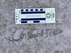 Close-up of fossil-bearing Giza limestone with scattered shell fragments beside an archaeological scale card