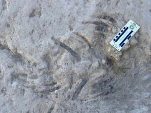 Large fossil shell impressions and fragments preserved in limestone at Giza beside an archaeological scale card