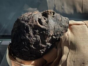 Close-up of the exposed head and curled hair of the mummy traditionally identified as Pharaoh Ahmose I at Luxor Museum